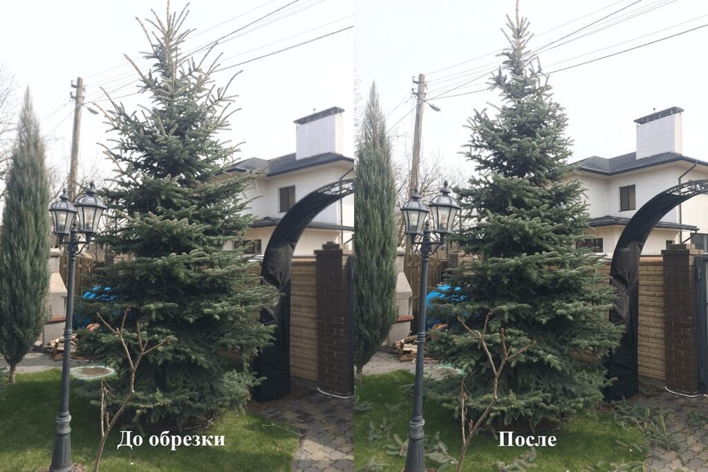 Обрезка и пересадка хвойных деревьев